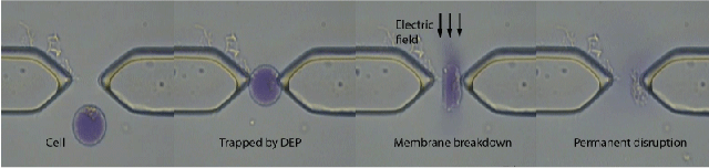 spheroid